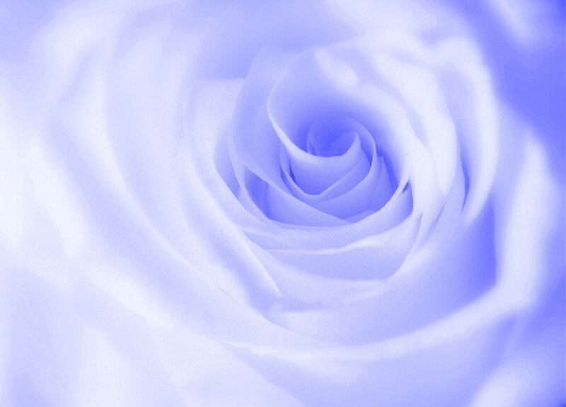 Close-up of a Blue Rose — Serene
