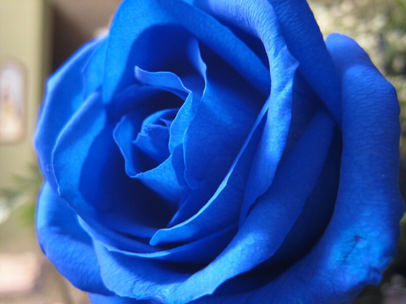 close-up of a blue rose