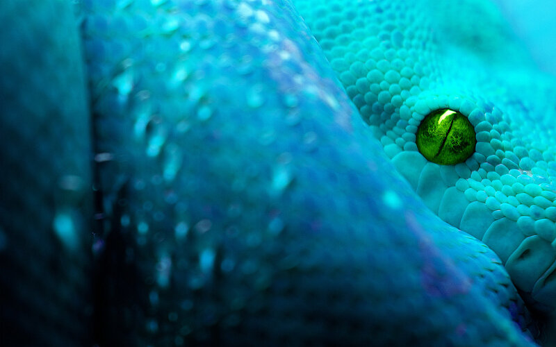 Close-up of a blue snake's eye