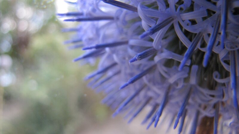 close-up of a blue thistle flower