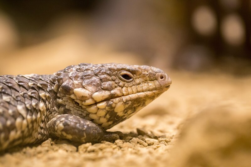 close-up of a blue-tongued skink