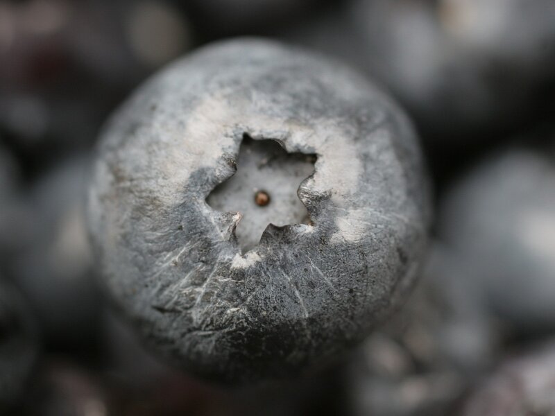 close-up of a blueberry