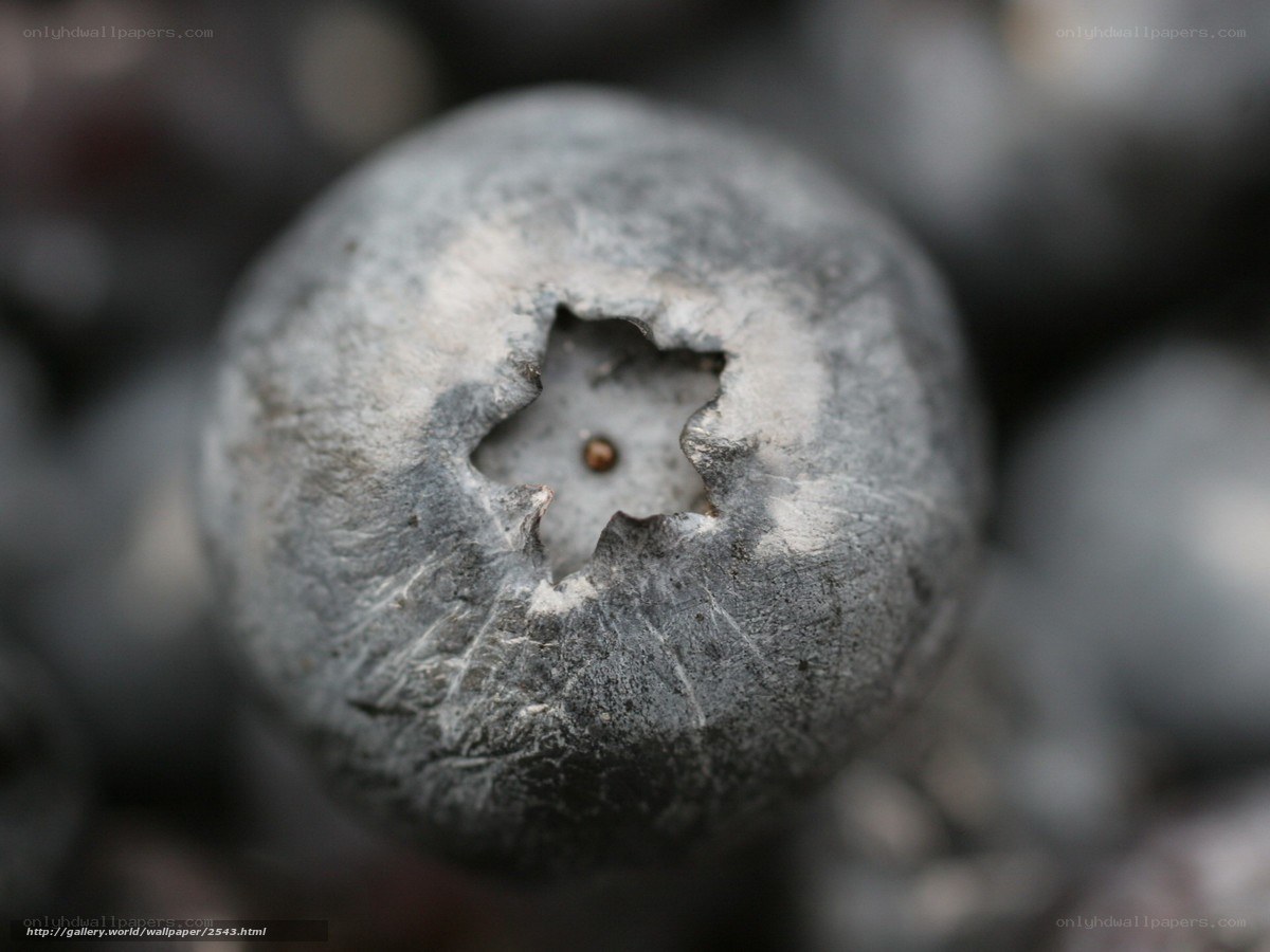 Close-up of a blueberry