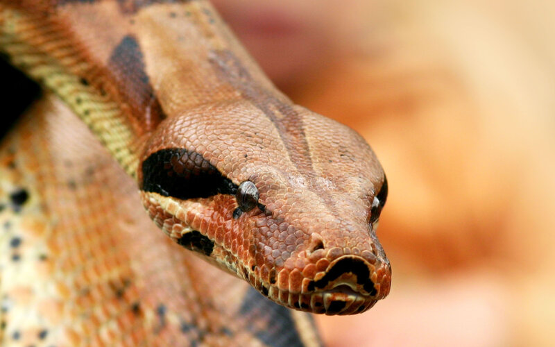 close-up of a boa constrictor