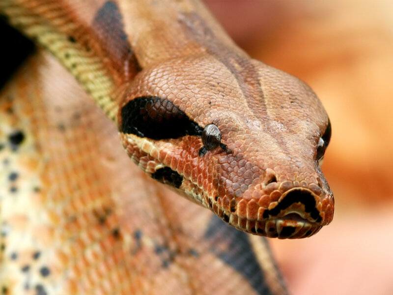 Close-up of a boa constrictor