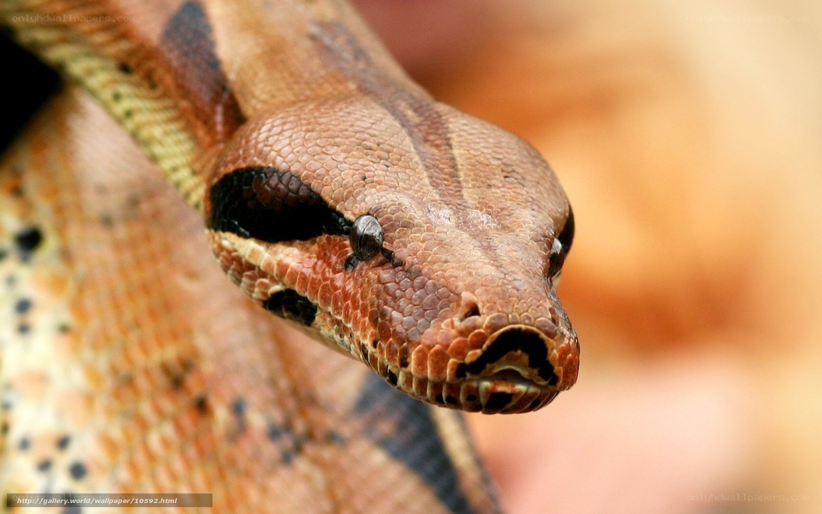 Close-up of a boa constrictor