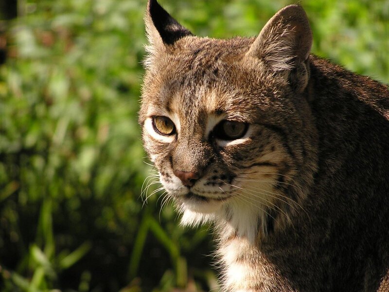 close-up of a bobcat
