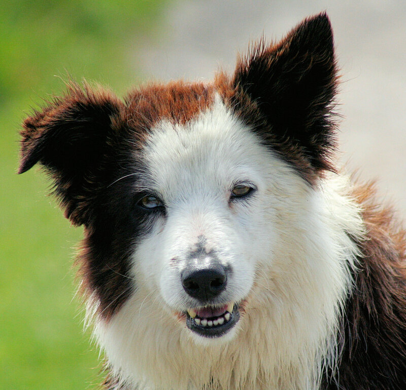 close-up of a border collie
