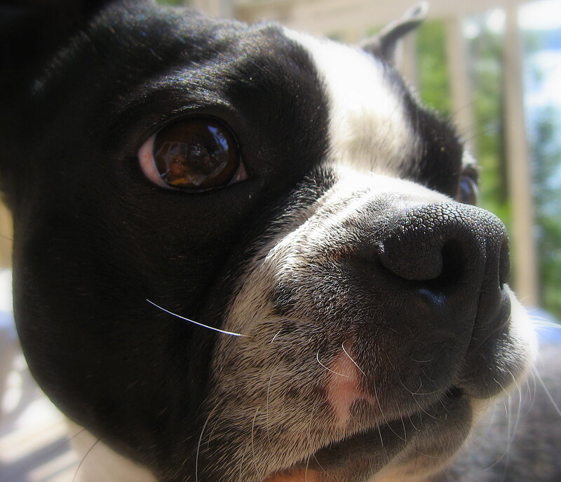 close-up of a Boston Terrier