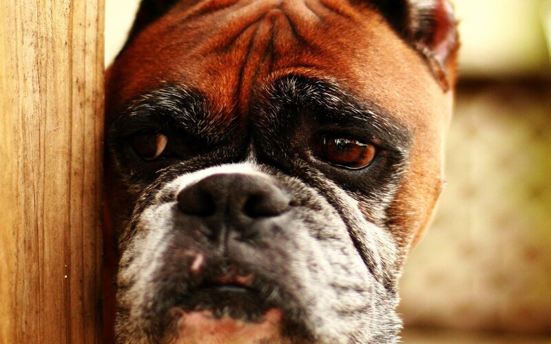 close-up of a boxer dog