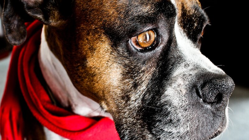 close-up of a boxer dog