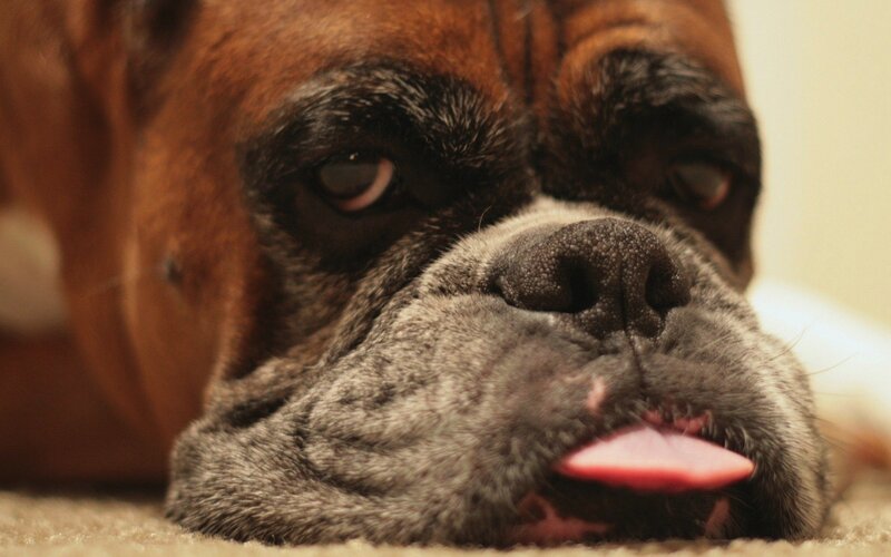 close-up of a boxer dog