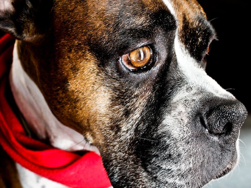 close-up of a boxer dog