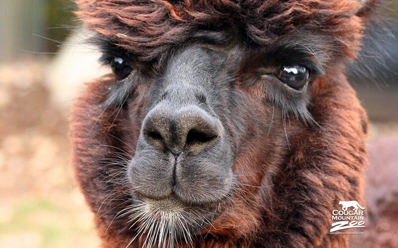 close-up of a brown alpaca