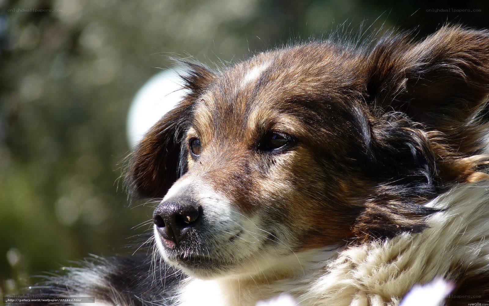 close-up of a brown and white dog