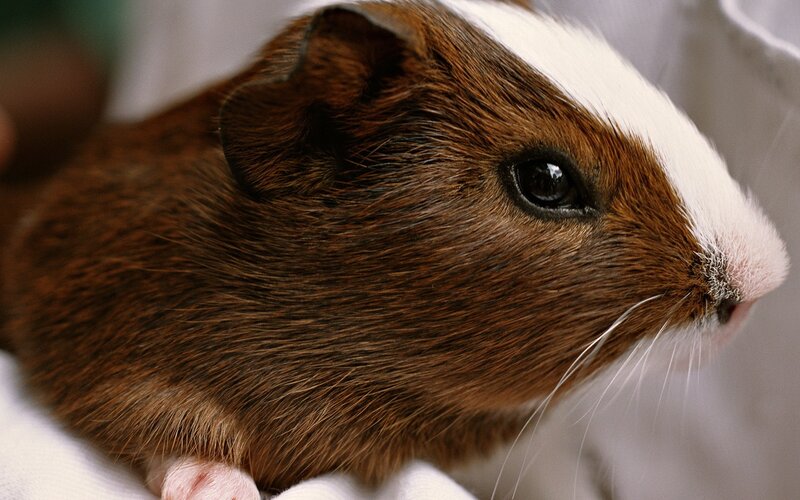 close-up of a brown and white guinea pig