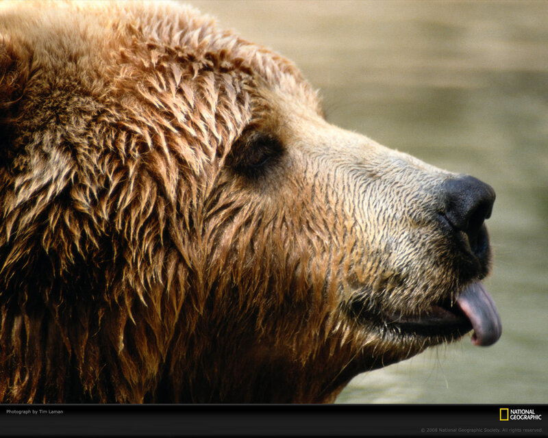 Close-up of a brown bear