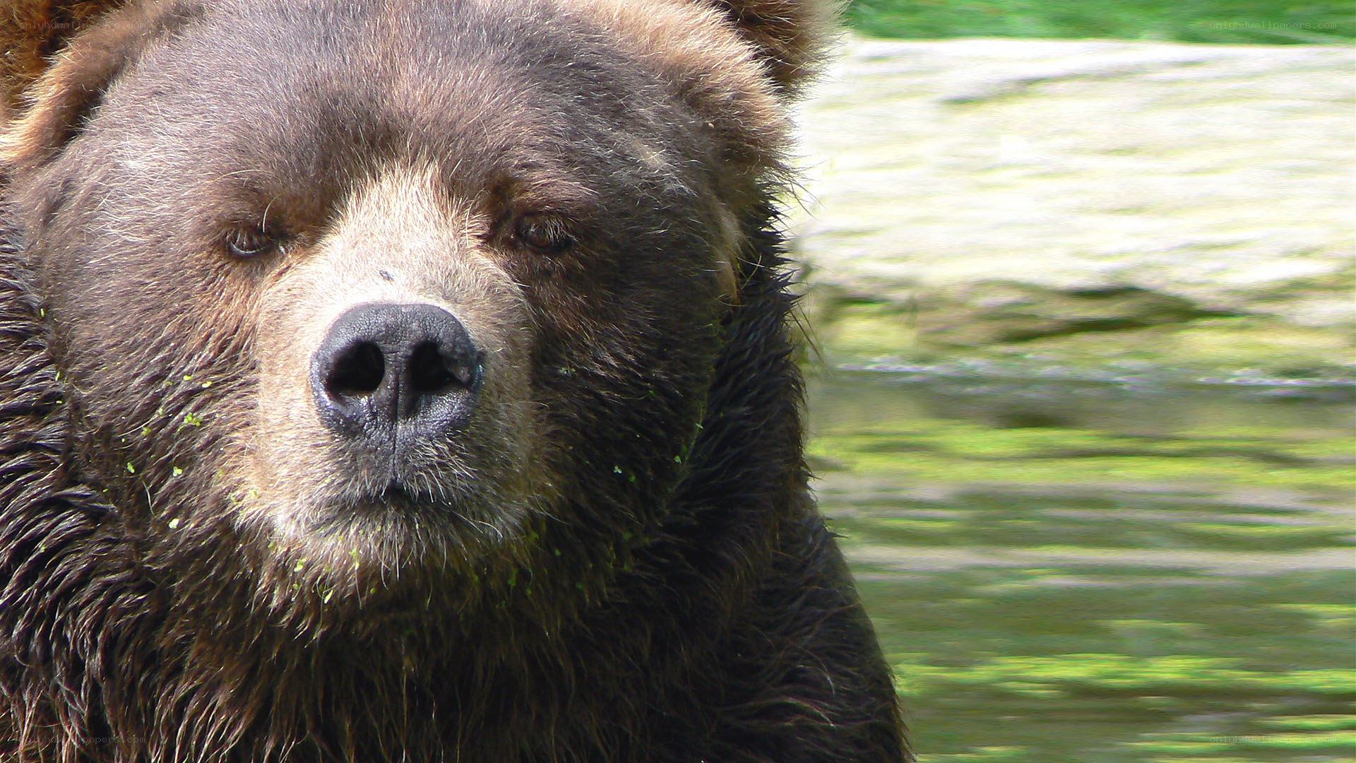 Close-up of a brown bear