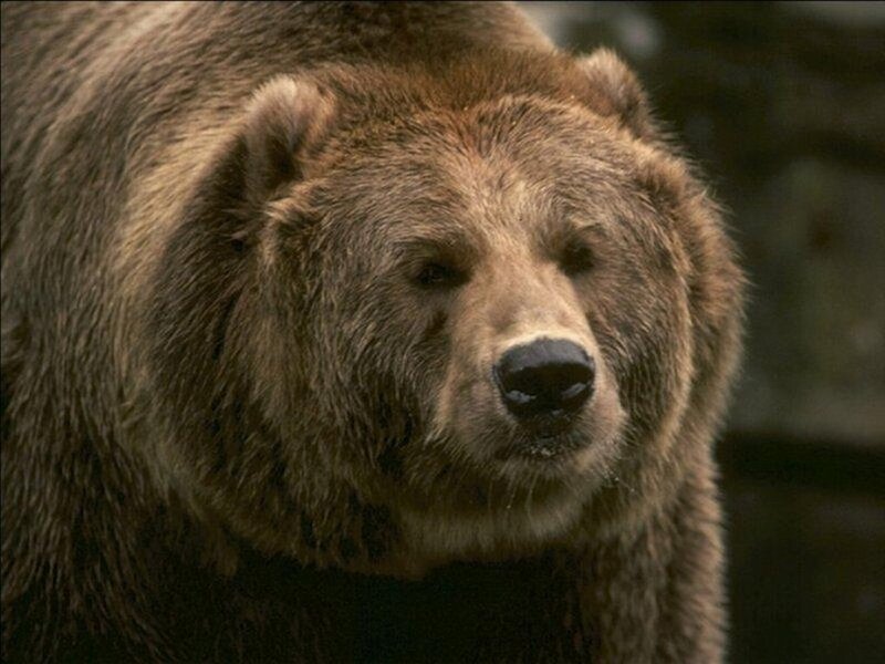 close-up of a brown bear