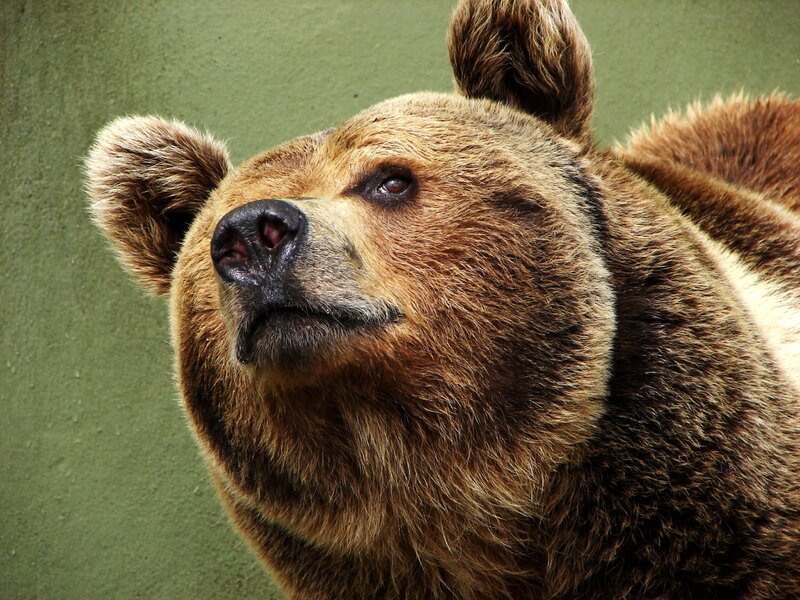 close-up of a brown bear