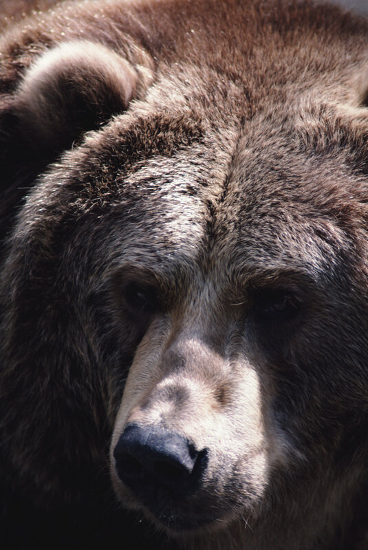 close-up of a brown bear