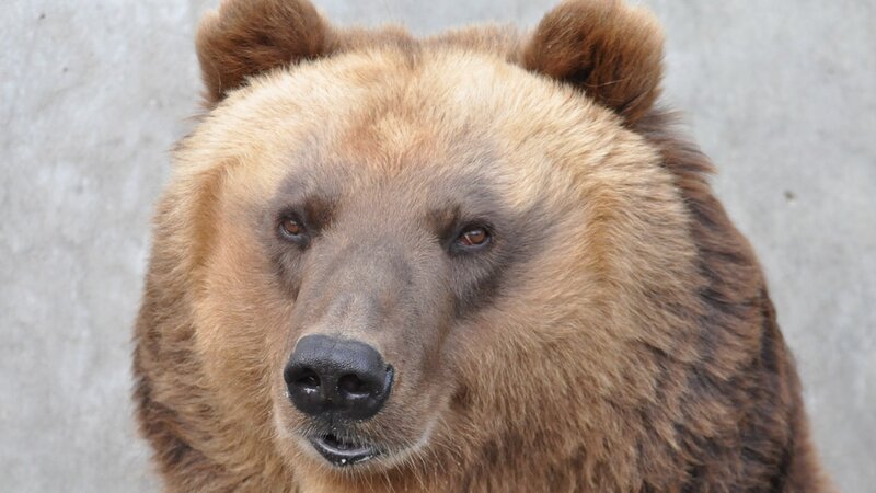 close-up of a brown bear