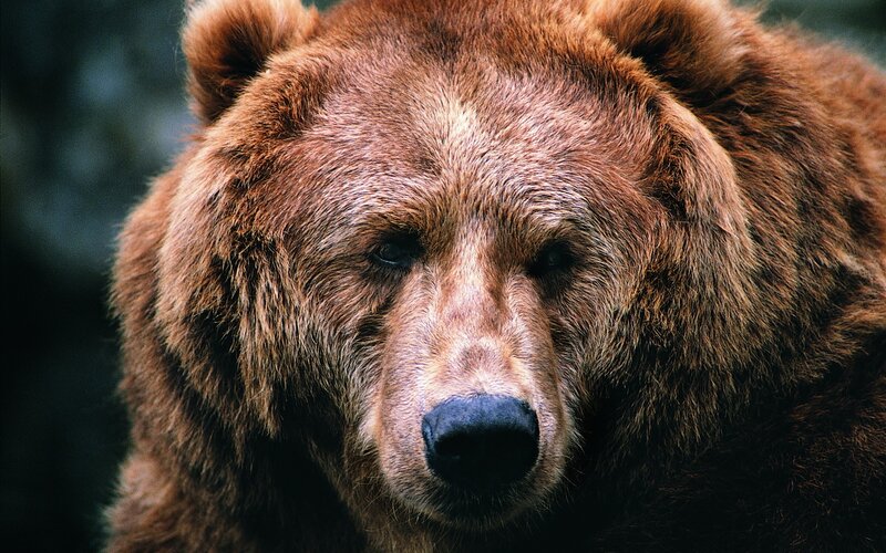 Close-up of a brown bear