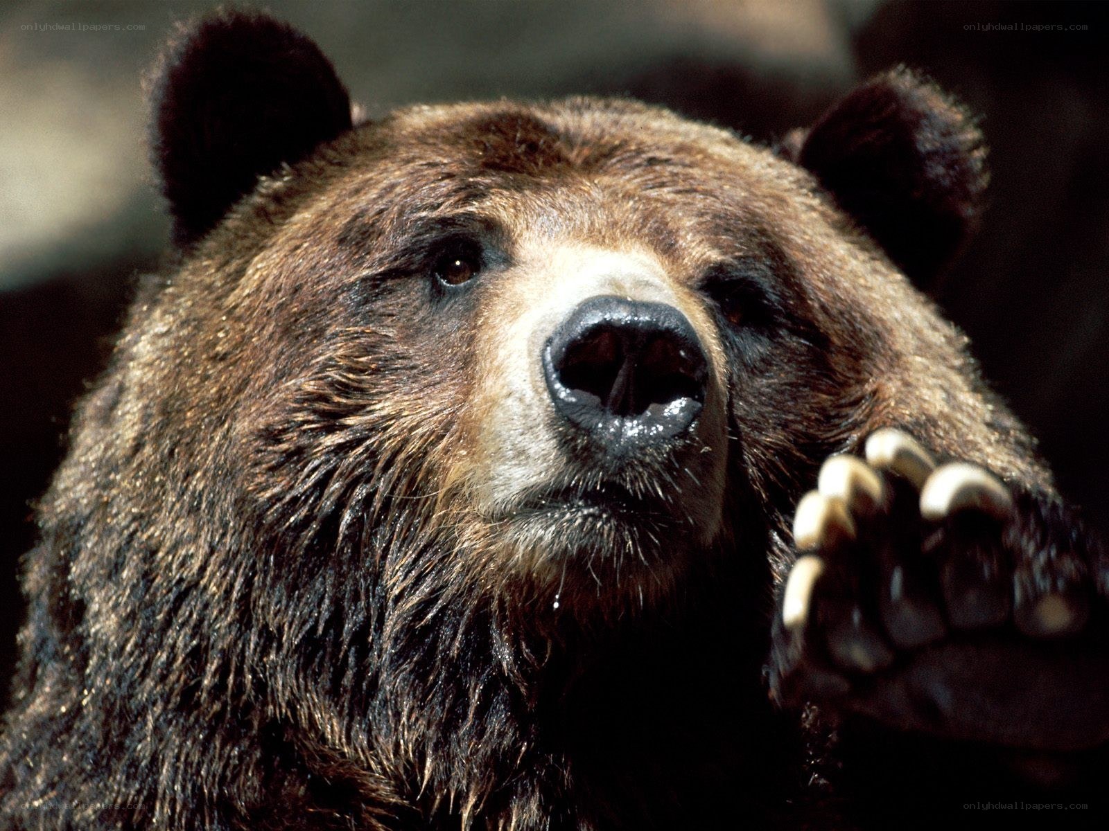 Close-up of a brown bear