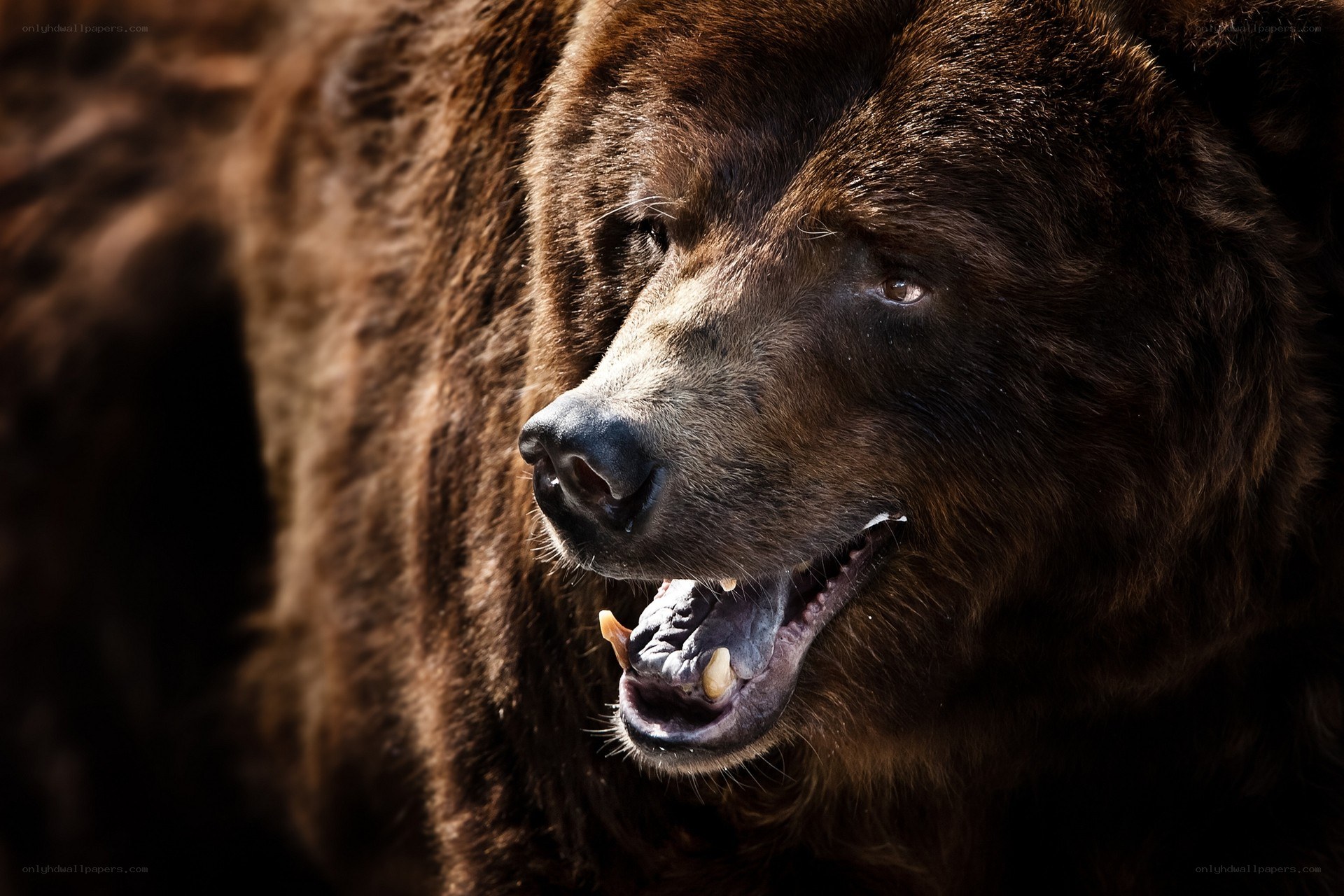 Close-up of a brown bear