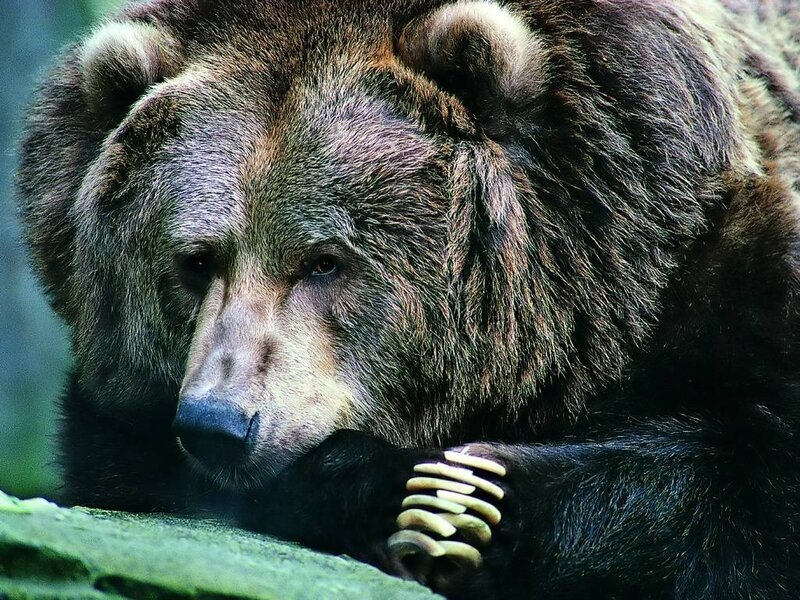 Close-up of a brown bear
