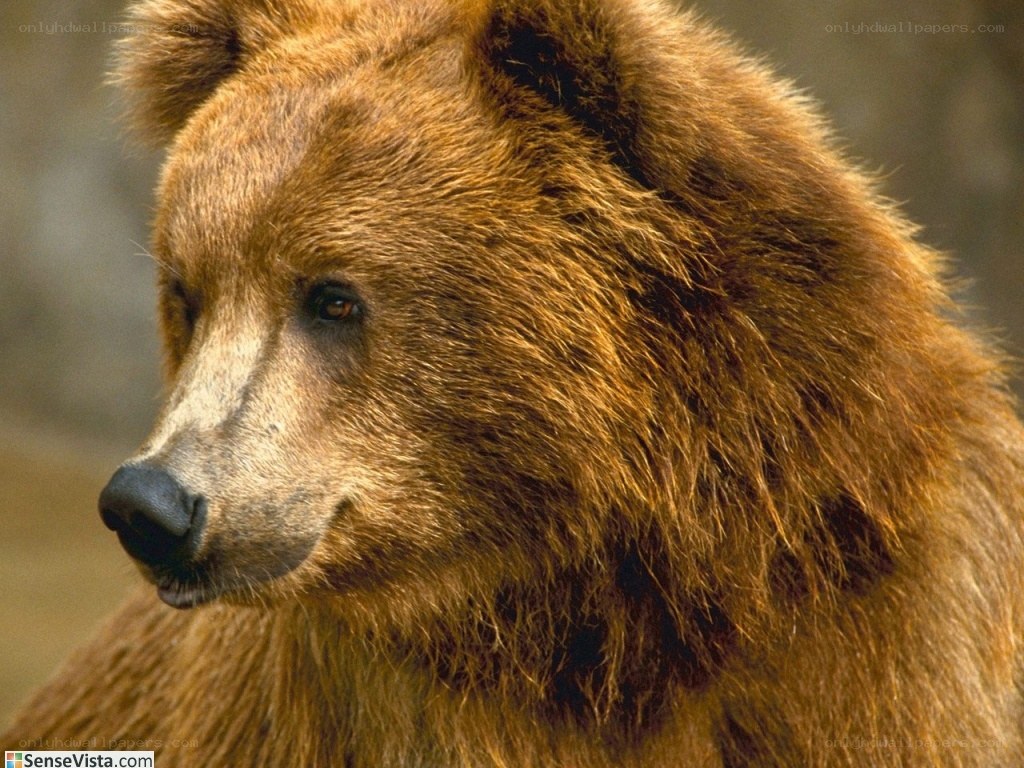 close-up of a brown bear