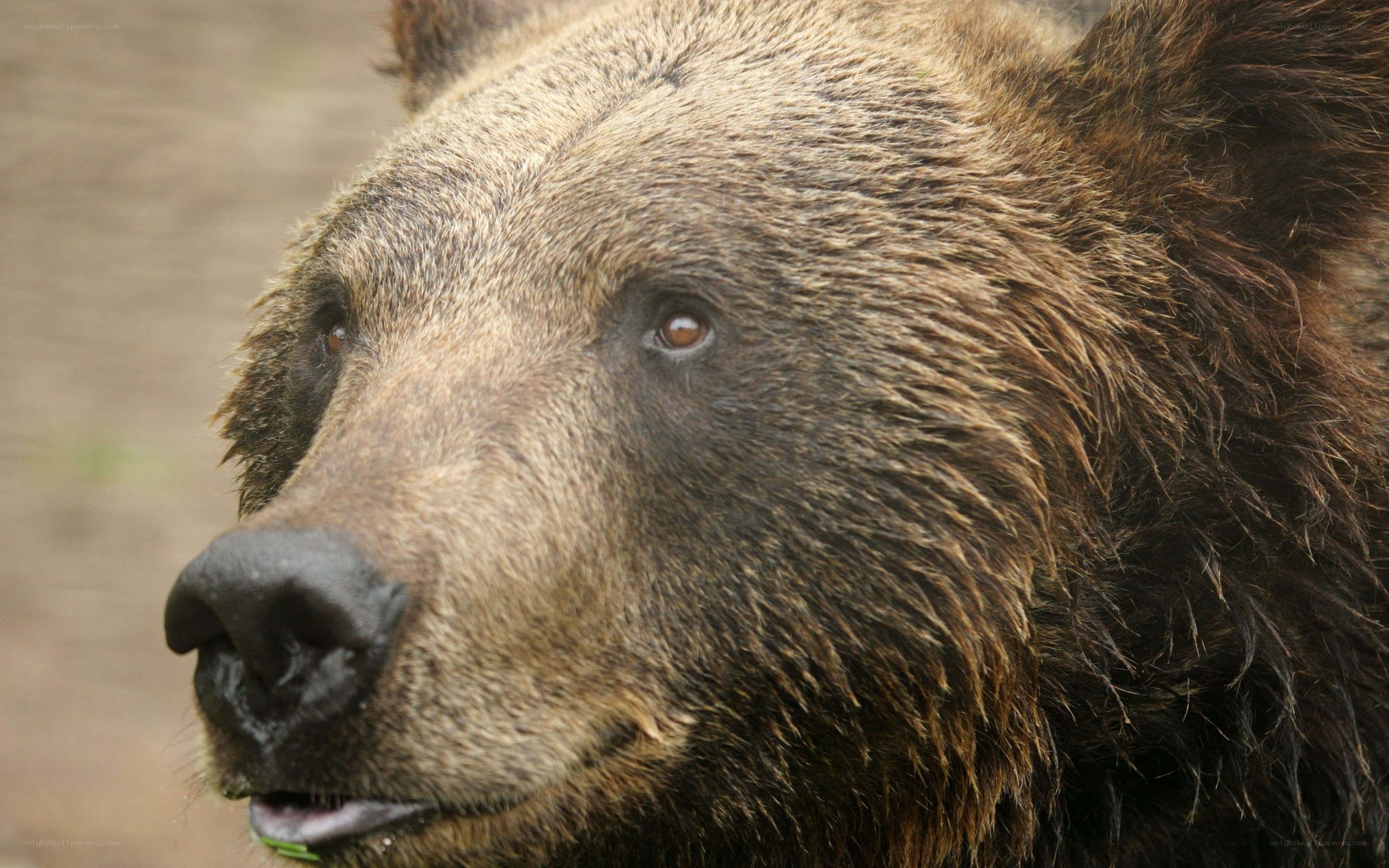 close-up of a brown bear