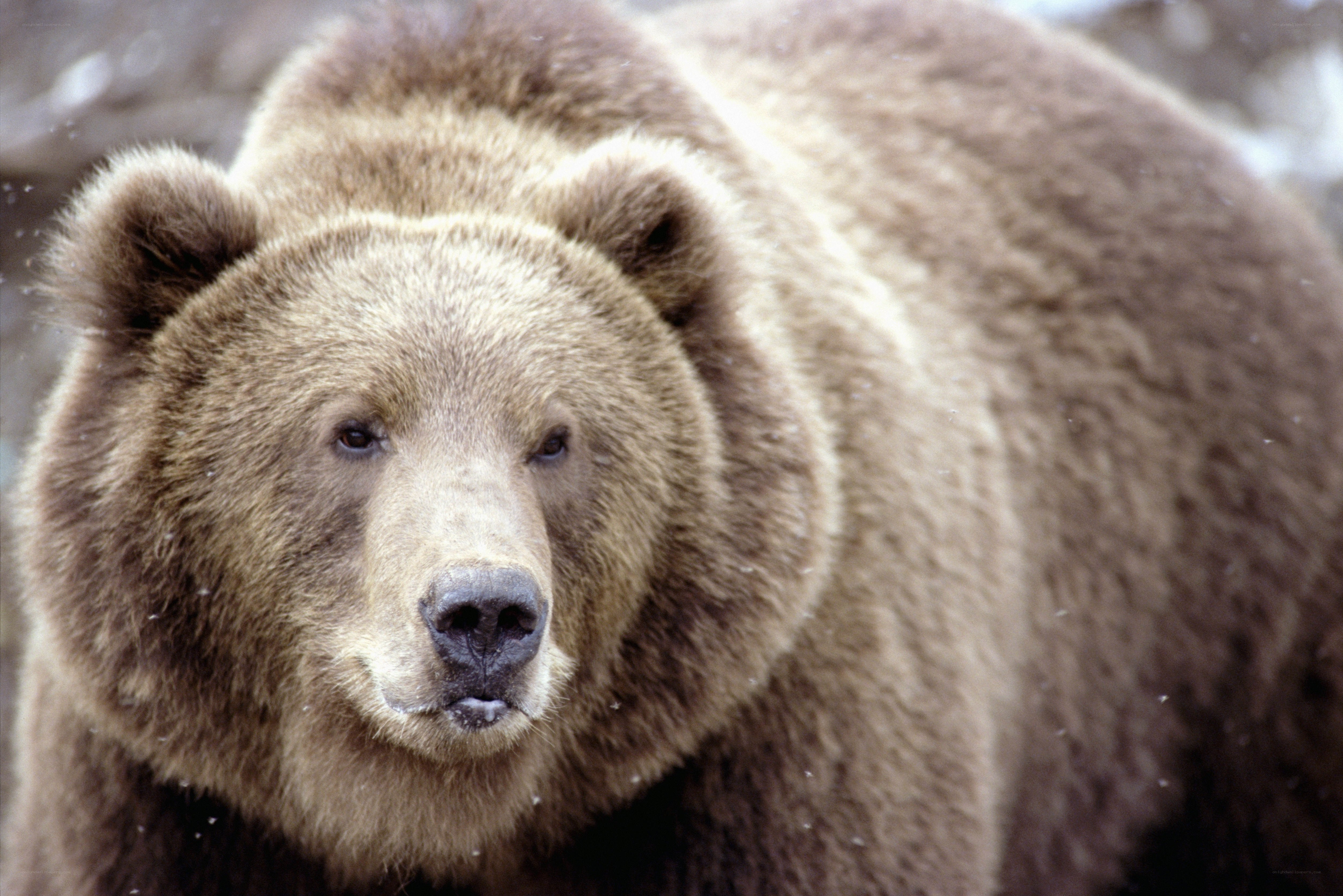 Close-up of a brown bear