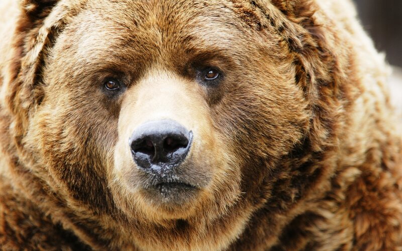 Close-up of a brown bear