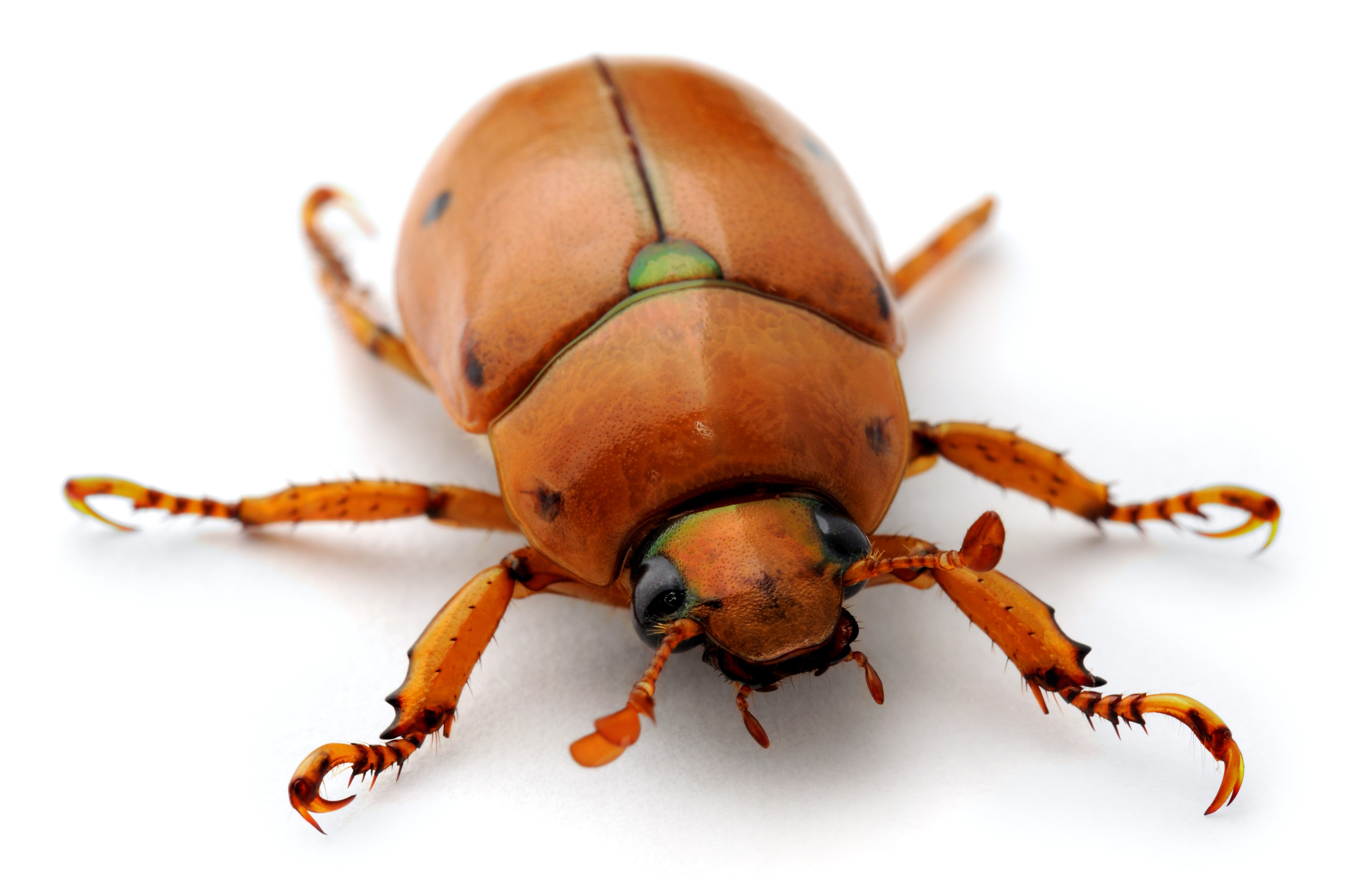 close-up of a brown beetle
