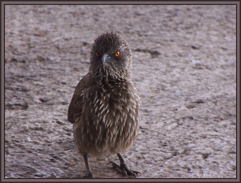 close-up of a brown bird