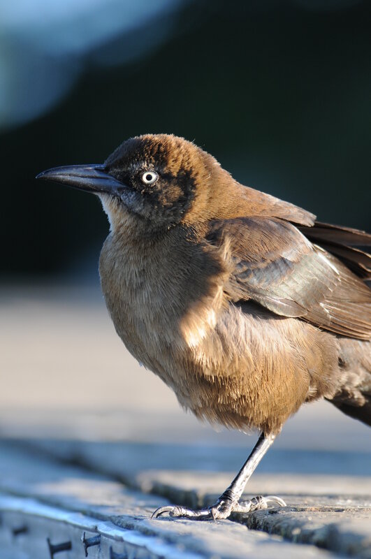 close-up of a brown bird