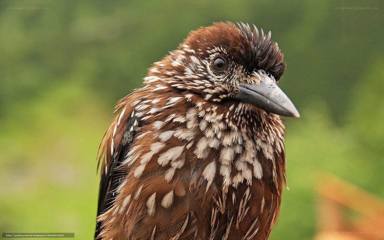 close-up of a brown bird