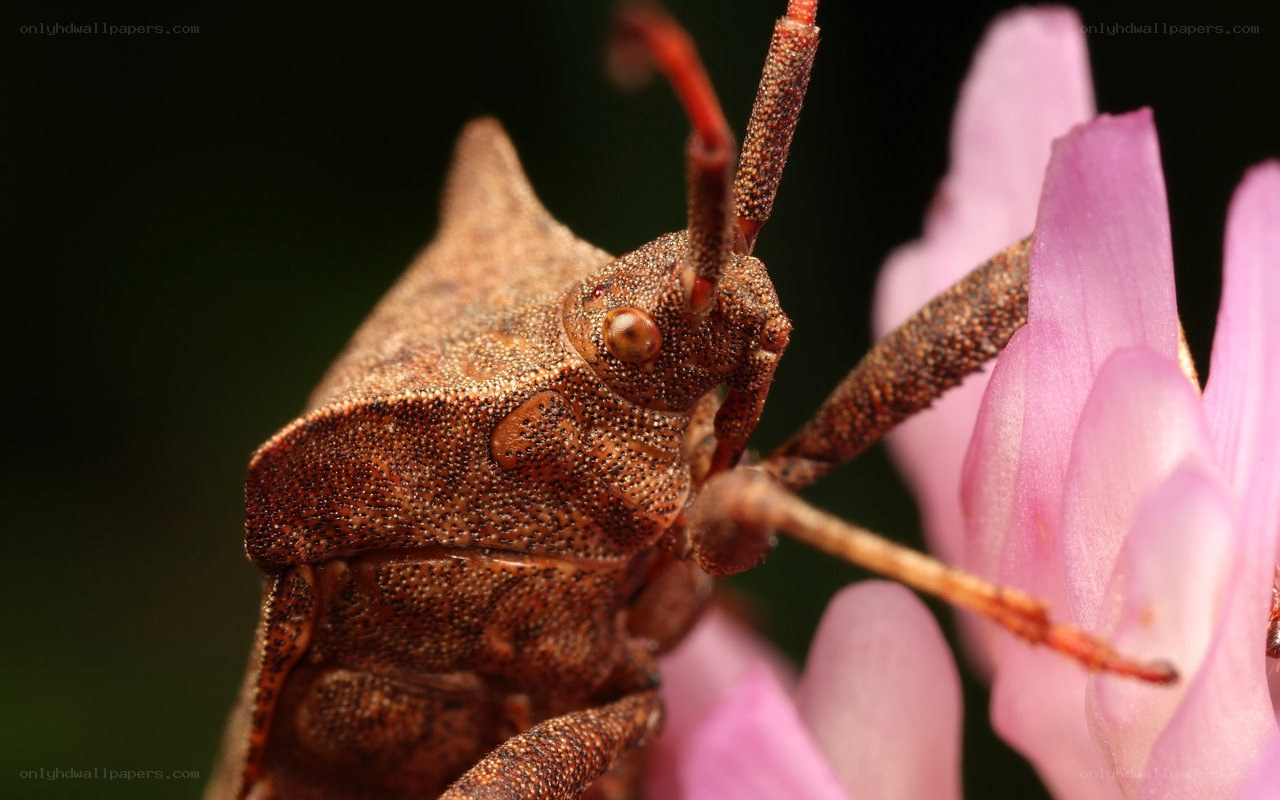 close-up of a brown bug