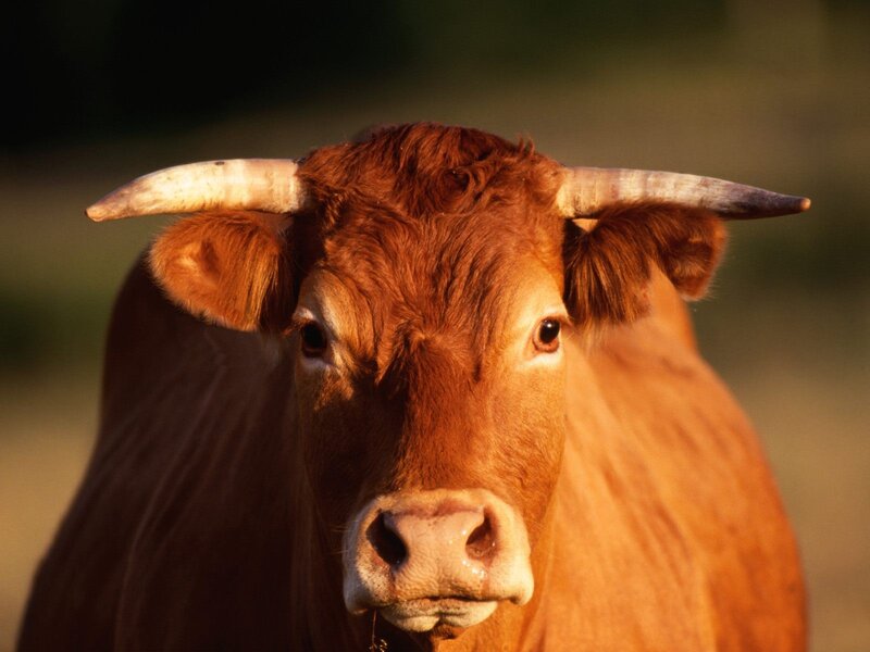 close-up of a brown bull