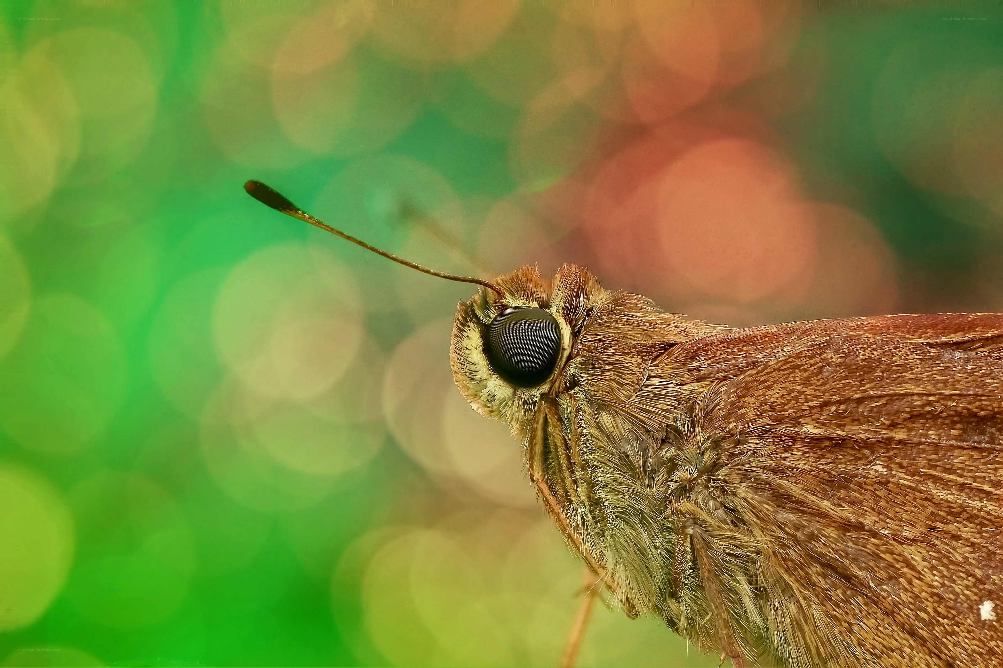 Close-up of a brown butterfly