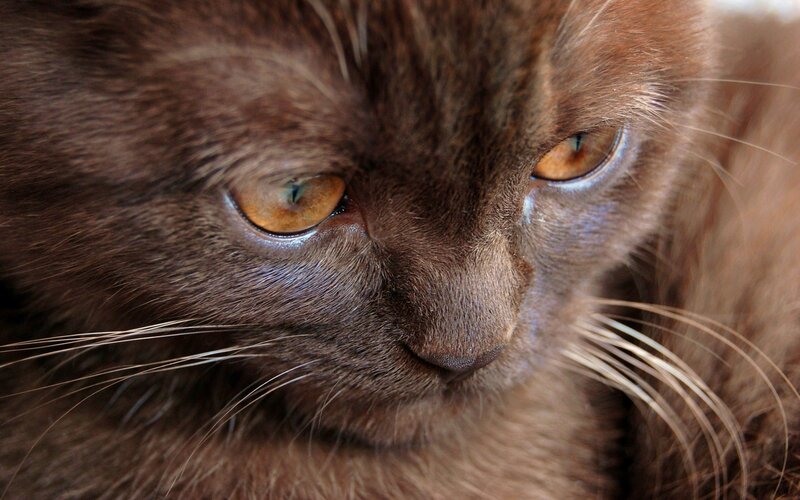 close-up of a brown cat