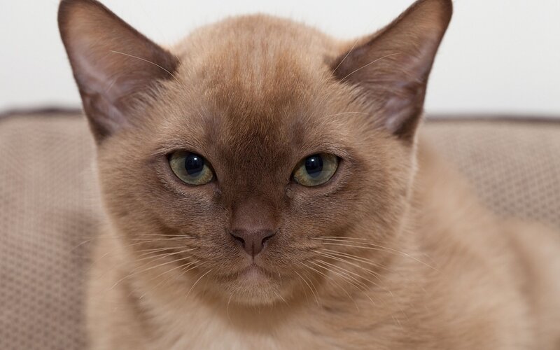 close-up of a brown cat
