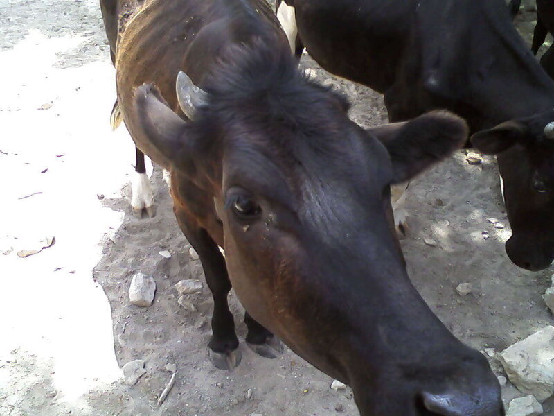Close-up of a brown cow