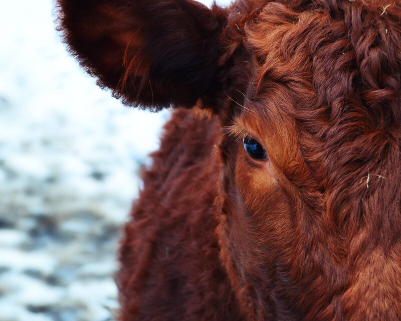 close-up of a brown cow