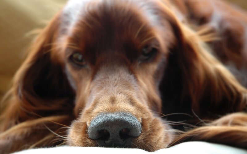close-up of a brown dog