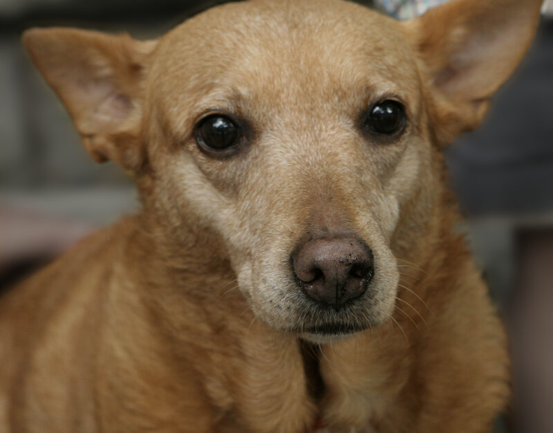 close-up of a brown dog