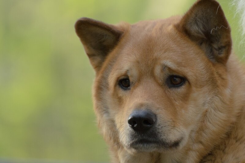 close-up of a brown dog