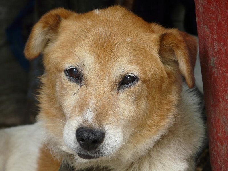 close-up of a brown dog