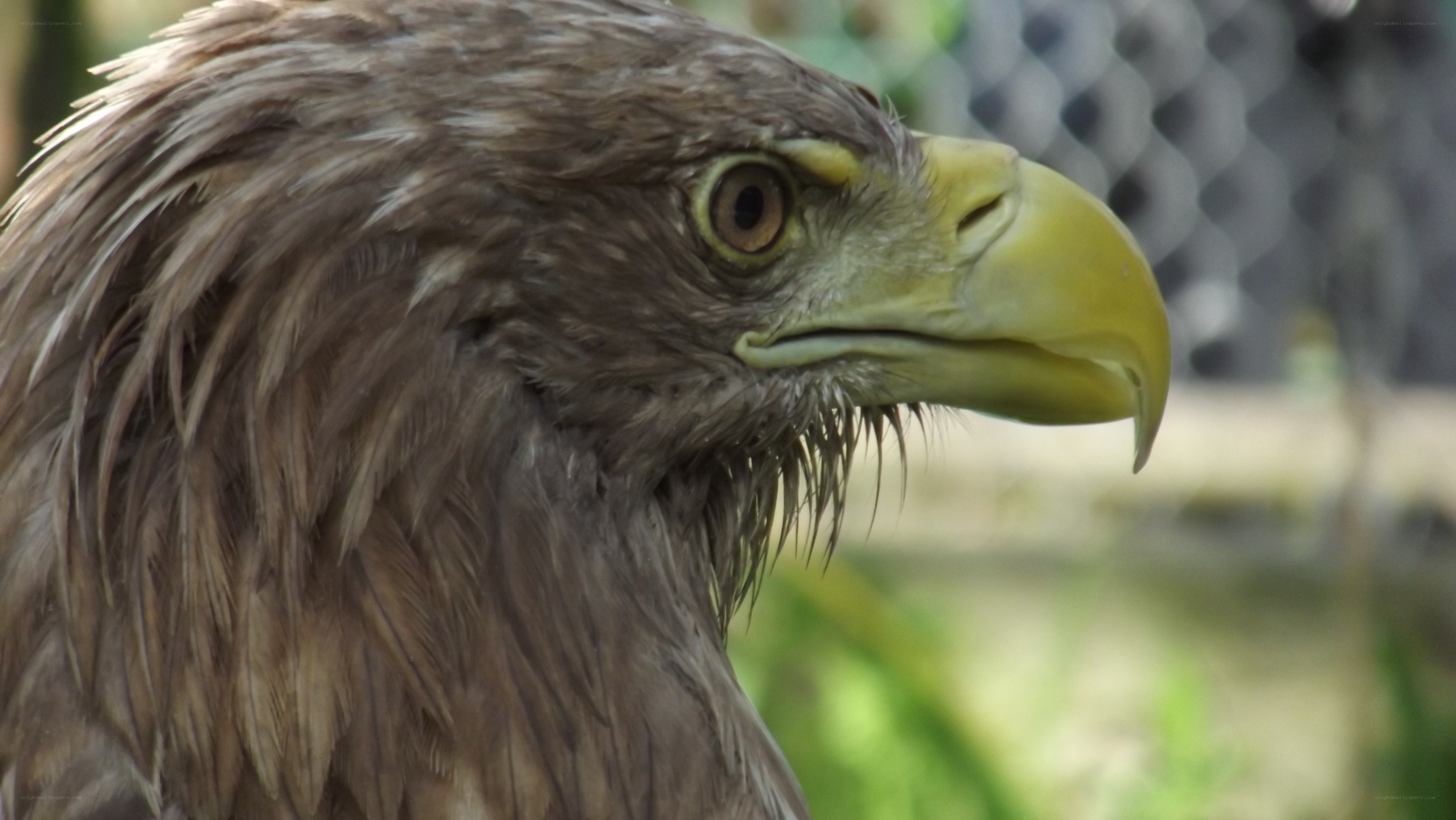 close-up of a brown eagle